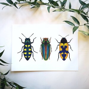 Jewel beetle art print: insect entomology illustration bug tropical wildlife art poster, wall decoration drawing natural history decor image 2