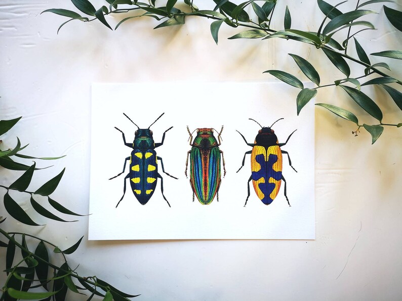 Jewel beetle art print: insect entomology illustration bug tropical wildlife art poster, wall decoration drawing natural history decor image 2