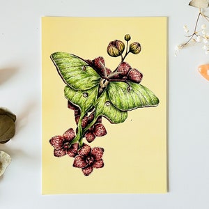 Luna mot kunst print A5: bloemen mot entomologie aquarel kunst aan de muur, vlinder insect illustratie, natuurhistorische kunst, wildlife schilderen
