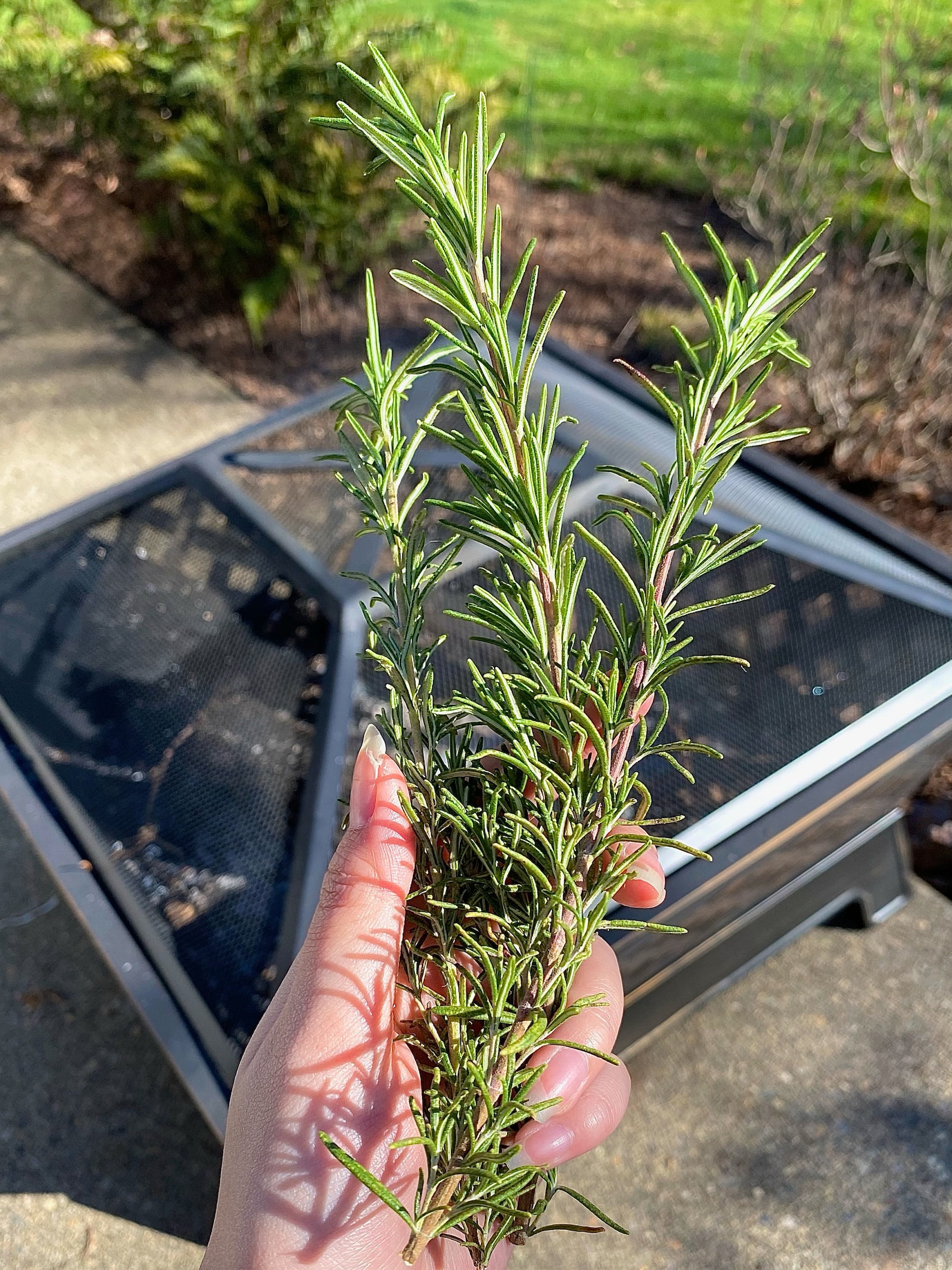 Fresh Cut Rosemary Sprigs Etsy