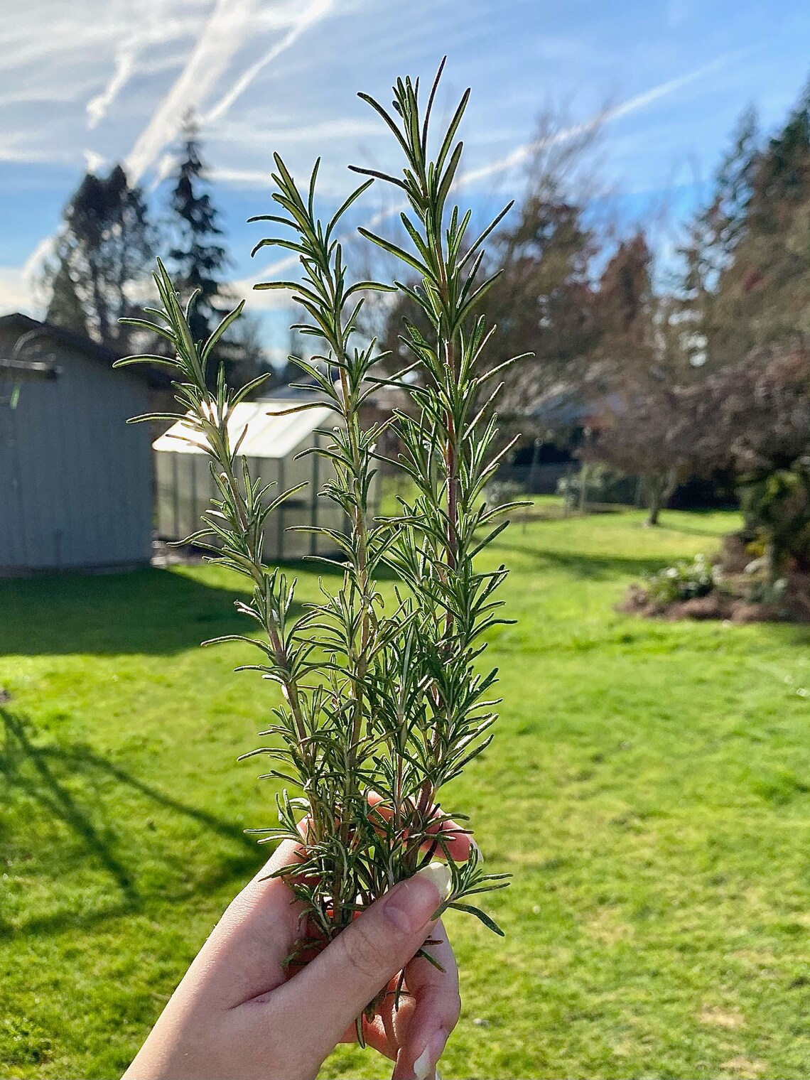 Fresh Cut Rosemary Sprigs Etsy