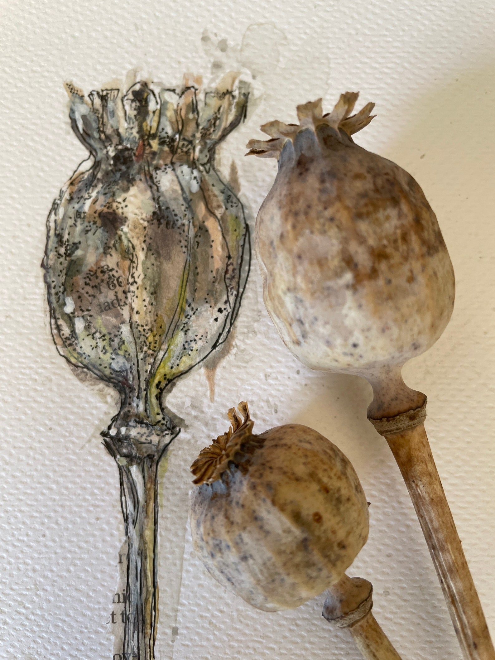 Original Painting Poppy seed head Etsy