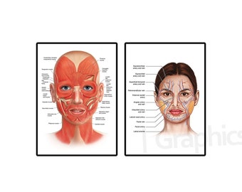 Face Anatomy Detailed Muscle Vein Facial Structure Medical Science Educational Poster Print Aesthetician Office Wall Hanging