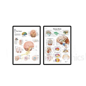 Brain Poster The Brain Anatomy Details Chart Dermatology Structure Medical Science Educational Poster Print Office Wall Hanging