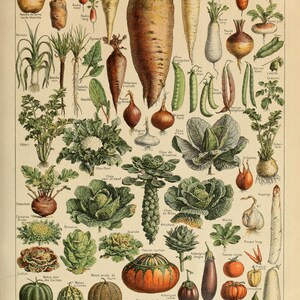 MuchoWow Poster Encadré Champignon Adolphe Millot - Décoration Murale Vintage Automne 60x90 Cm