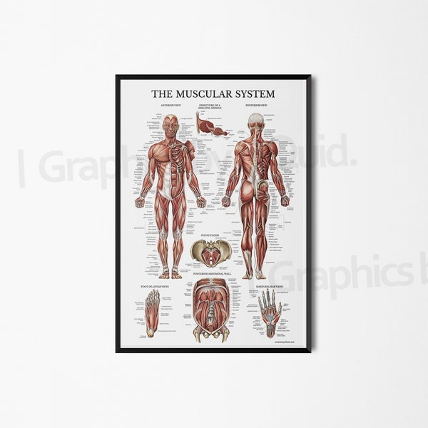 Muscular Anatomy Detailed Human Muscle Anterior Posterior Structure Medical Science Educational Poster Print Office Wall Hanging