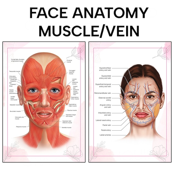 Face Anatomy Skin Diagram
