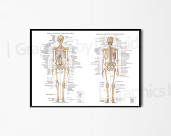 Skeletal System Anatomical Chart, Human Skeleton Anterior Posterior Anatomy Poster Print Science Medical Educational Detailed Wall Hanging