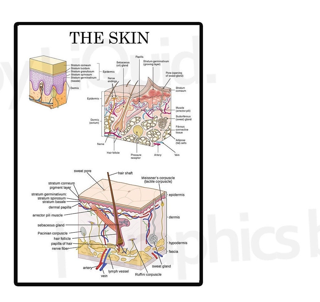 The Skin Anatomy Details Chart Dermatology Structure Medical - Etsy UK