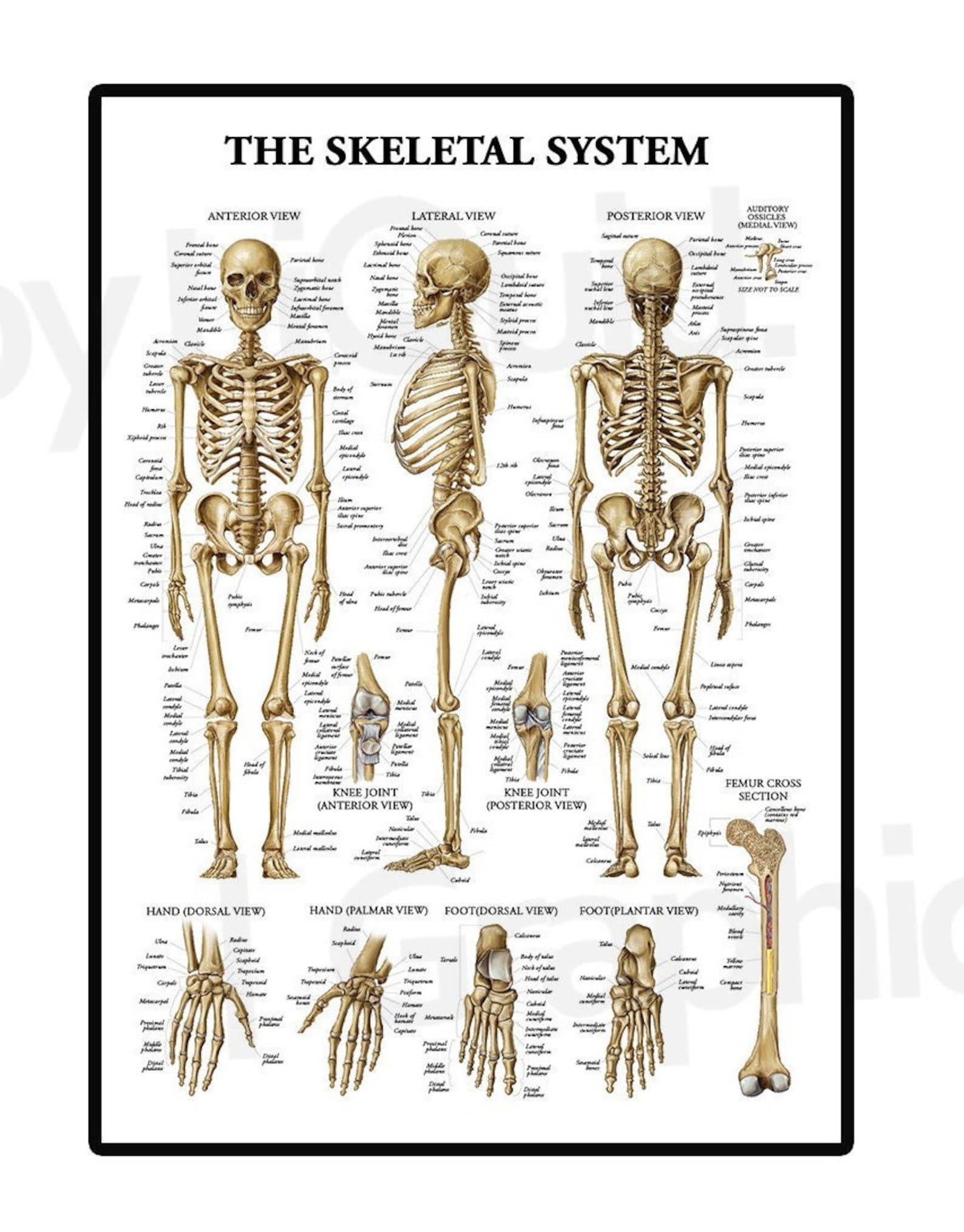 Skeletal System Anatomical Chart, Human Skeleton Anatomy Poster Print ...