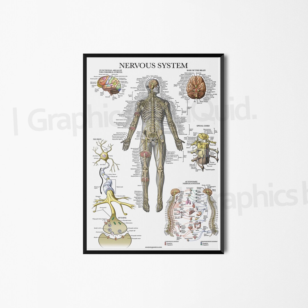 Human Nervous System Anatomy Detailed Arterial Venous System Medical ...