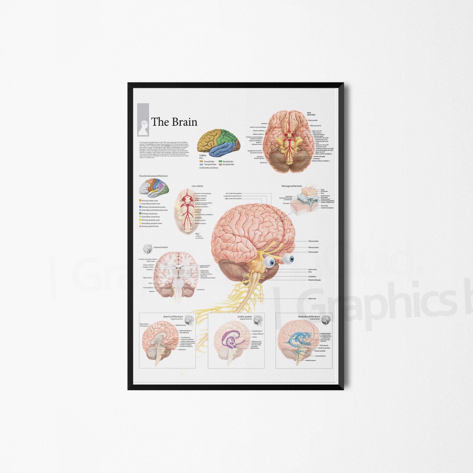 Brain Poster the Brain Anatomy Details Chart Dermatology Structure ...