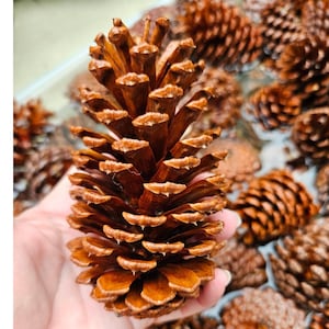 May include: Close-up of a large, brown pine cone with open scales, held in a hand. The cone has a textured surface and is surrounded by other pine cones. The color is a mix of light and dark browns.
