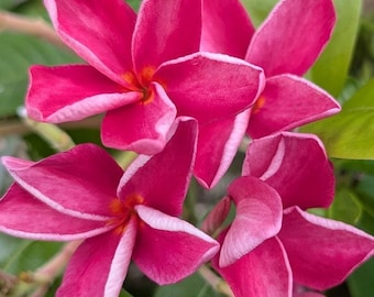 Esquejes de Plumeria Frangipani de 12" cortados al momento de la compra. El color es rosa abigarrado brillante.