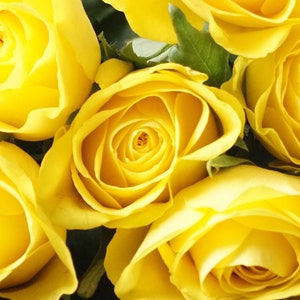 Gelbe Rosen | Mutter-Tages-Karte | Geburtstag | Jubiläum | Ich denke an Dich |  Ewige Liebe | Gute Besserung| Schöne Blumen Vielen Dank