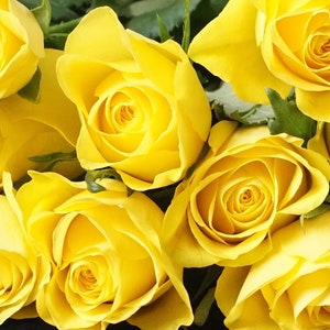 YELLOW ROSES Grußkarte |Mothering Sonntag | Gute Besserung | Geburtstag | Jubiläum | Muttertag | Ich denke an Dich | Jede Gelegenheit