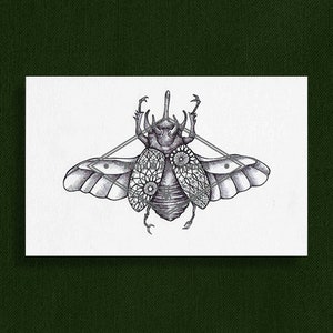 Beetle Illustration