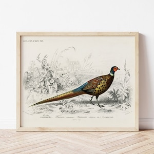 Pheasant Wall Art, Pheasant Vintage Art, Printable Wall Art, Bird Wall Art, Vintage Bird Art, Printable | 108