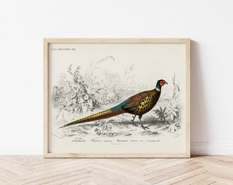 Arte de pared de faisán, arte vintage de faisán, arte de pared imprimible, arte de pared de aves, arte de aves vintage, imprimible / 108