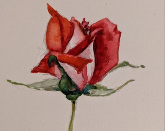 Watercolor Art, Rose Study - Gini's Garden Series: original watercolor painting