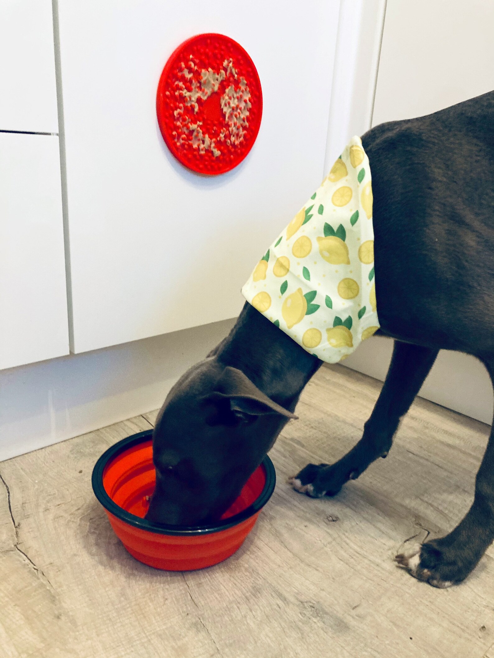 Dog Lick Mats Pet Licking Mat Lick Pad For Dogs Dog Etsy