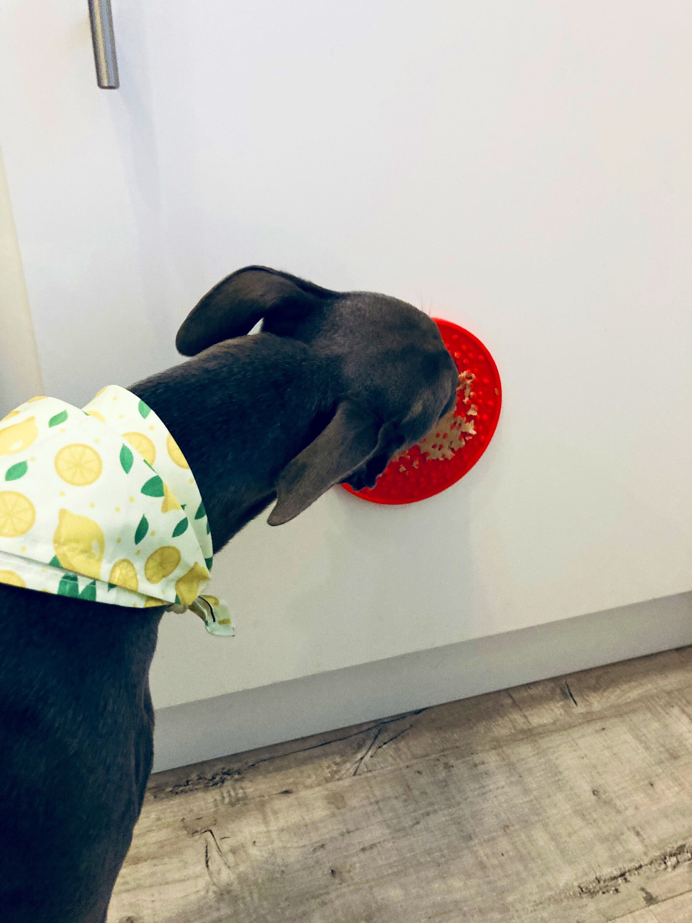 Dog Lick Mats Pet Licking Mat Lick Pad For Dogs Dog Etsy