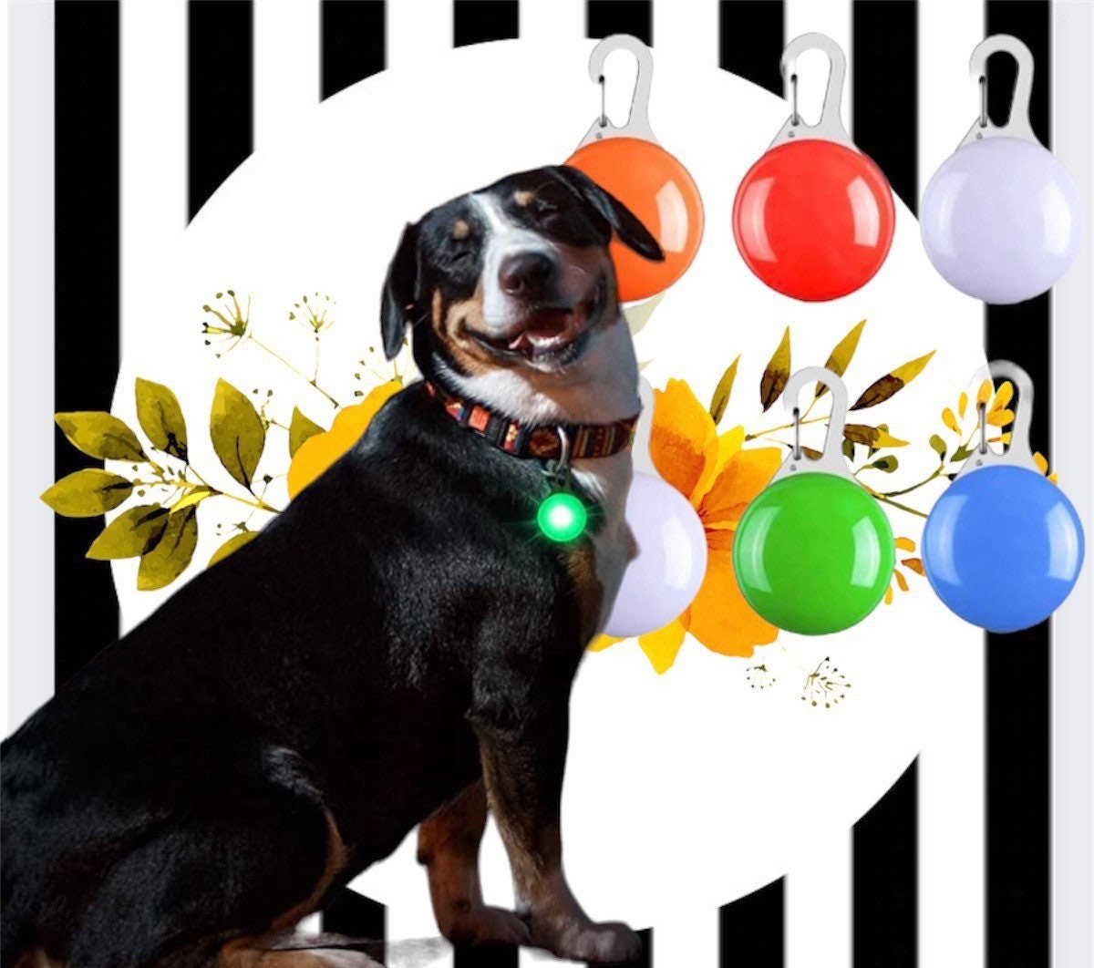 Light up leashes and dog shop collars