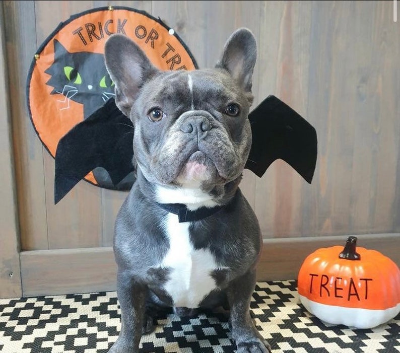 Halloween Bat Wings Pet Halloween Costume Sml Dog Prop image 2