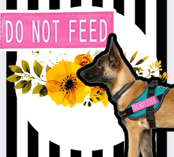 DO NOT FEED Warning Dog Patch Dog Do Not Feed Dog Etsy UK