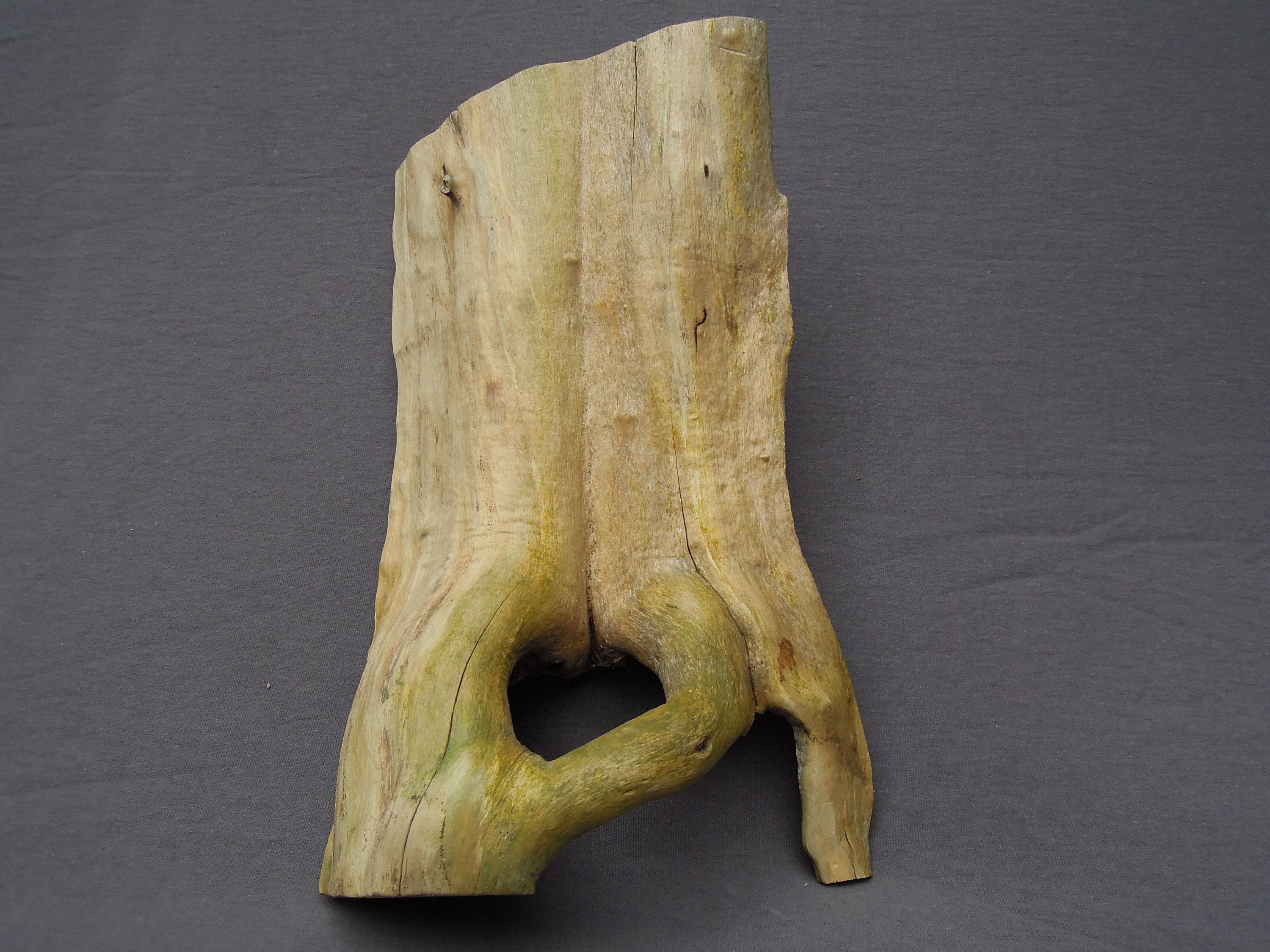 Holz mit Wurzel Holunder