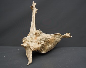 Wurzel Stubben Holzskulptur Treibholz Schwemmholz Naturkunstwerk Holzfigur Nadelholz Kiefernholz