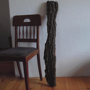 Bark bark oak tree nature dry forest decoration
