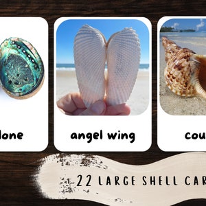 Tarjetas flash SEASHELLS / Tarjetas de vocabulario imprimibles inspiradas en Montessori / Actividad preescolar / Montessori imprimible / Tema de verano