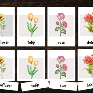 Flowers Flashcards Charlotte Mason Preschool Printables Toddler Flash Cards Montessori Materials Homeschool Resources Outdoor Adventure