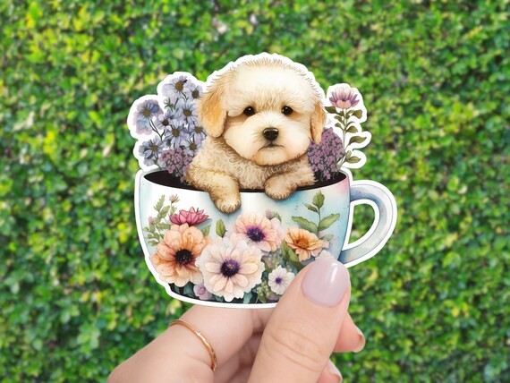 Teacup labradors 2025