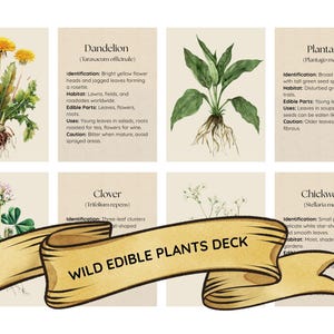 Può includere: Un mazzo di carte con illustrazioni ad acquerello di piante selvatiche commestibili, tra cui tarassaco, piantaggine, trifoglio e centocchio. Un banner in basso recita "WILD EDIBLE PLANTS DECK".