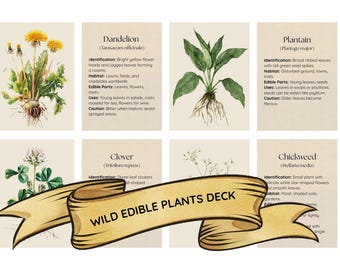 Wild Edible Plants Flash Cards | Apothecary Reference | Botanical Watercolor Identification Cards | Nature Study, Cottagecore