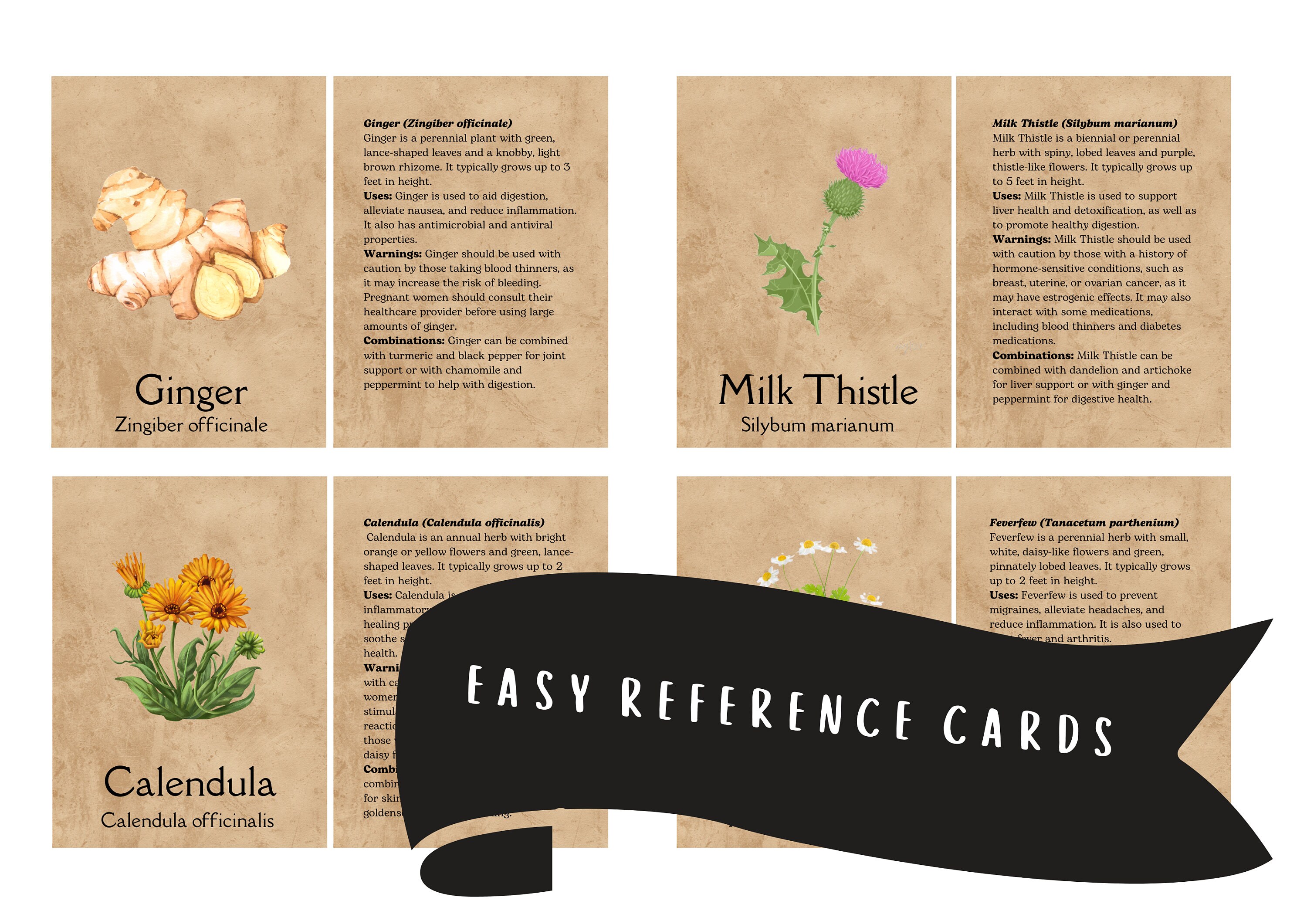 Ermine Flash Card.pdf Medicinal Herb Flash Cards, Apothecary Reference (PDF Download) - Etsy