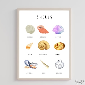 Seashells Montessori Poster, Summer Educational Poster, Beach printable, classroom decor