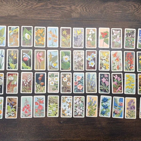 Red Rose Tea Cards Etsy