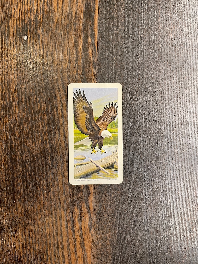 North American Wildlife in Danger #25 Bald Eagle 1970 Brooke Bond Red Rose Tea Card Series 13