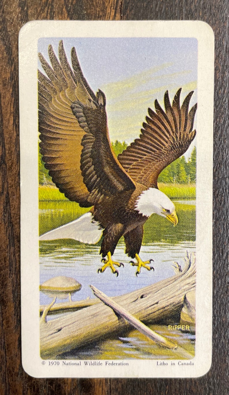 North American Wildlife in Danger #25 Bald Eagle 1970 Brooke Bond Red Rose Tea Card Series 13