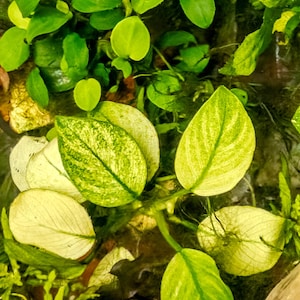 May include: A cluster of aquatic plants featuring broad, oval-shaped leaves in varying shades of light green, yellow-green, and variegated white. The foliage displays prominent veins and smooth edges, with some leaves showing a mottled texture.
