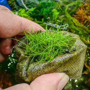 May include: A small, square-shaped mesh planting pouch containing a dense cluster of vibrant green, thin-bladed aquatic grass. The flexible, textured brown fabric container holds the root system and soil, allowing the fine, needle-like foliage to grow upward.