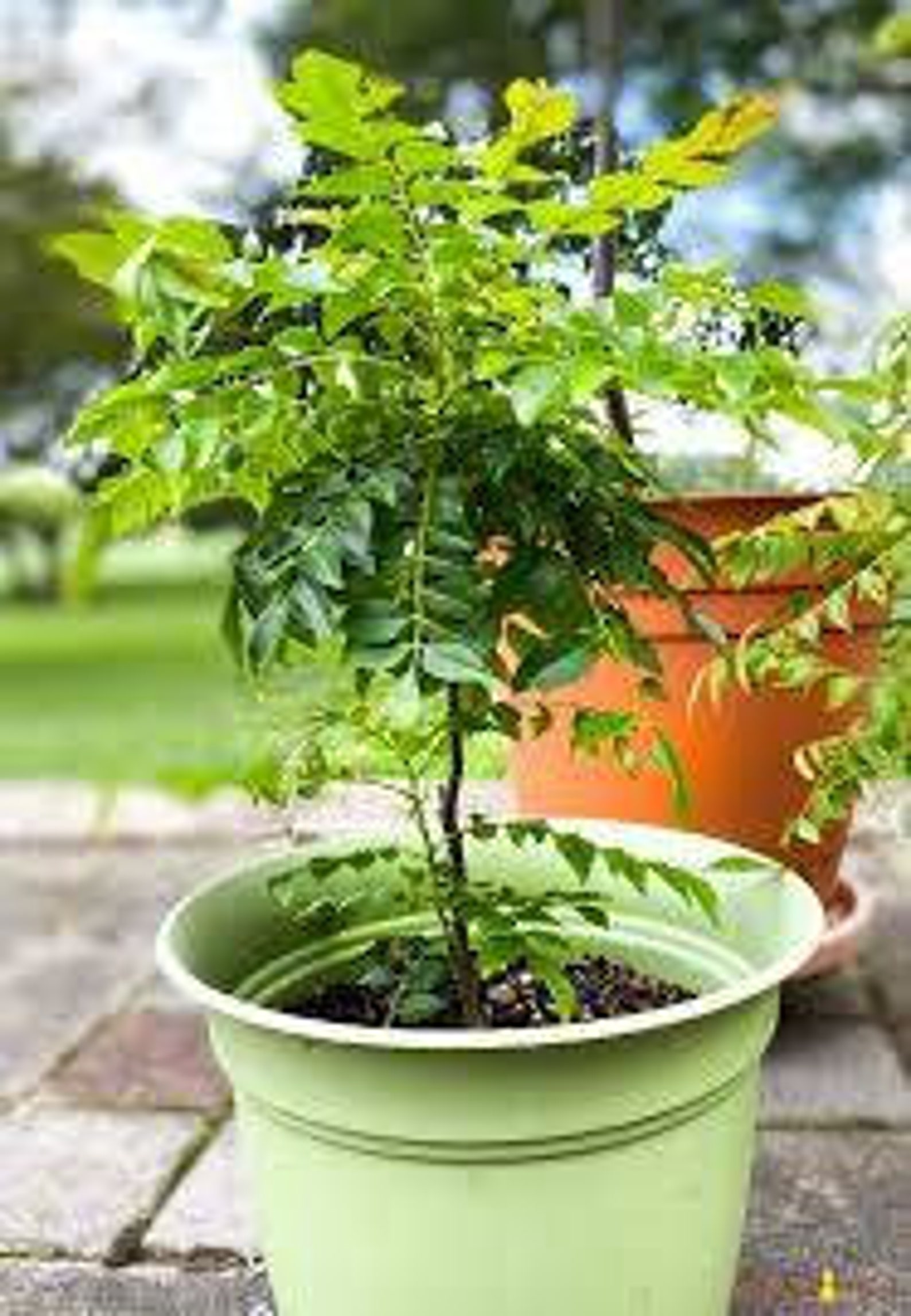 Ceylon Curry Leaf plant seeds Murraya koenigii seeds organic Etsy