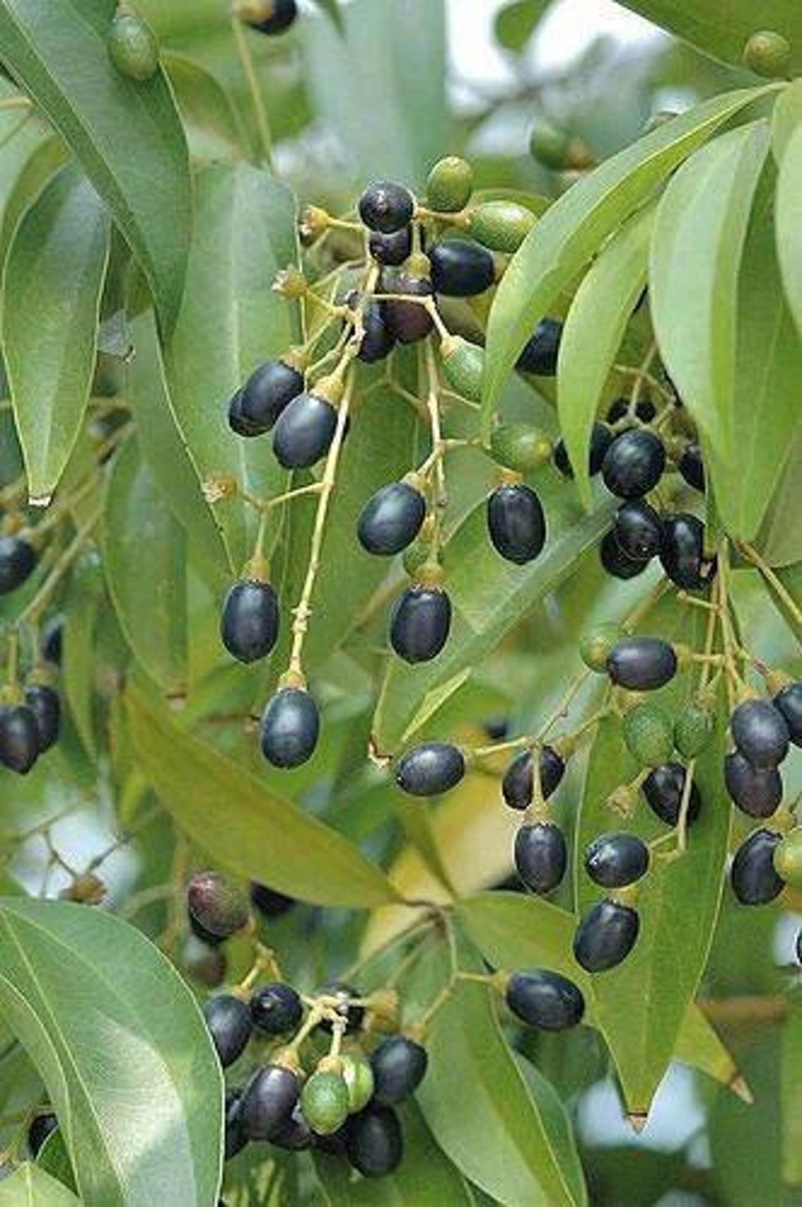 Ceylon Cinnamon seeds Cinnamomum verum seeds organic seeds | Etsy