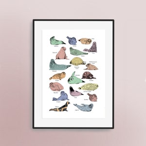 Anleitung zu Robben - Hand illustriert Art Print | Seehund Liebhaber Kunstwerk | Hafen / Hafenrobbe Poster | Spaß | Kinderzimmer Wandkunst | Kinderkunst