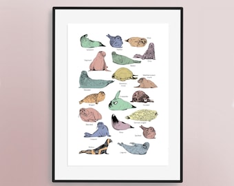 A Guide to Seals - Hand Illustrated Art Print | Seal Lovers Artwork  | Harbour / Harbor Seal Poster | Fun | Nursery Artwork | Childrens Art