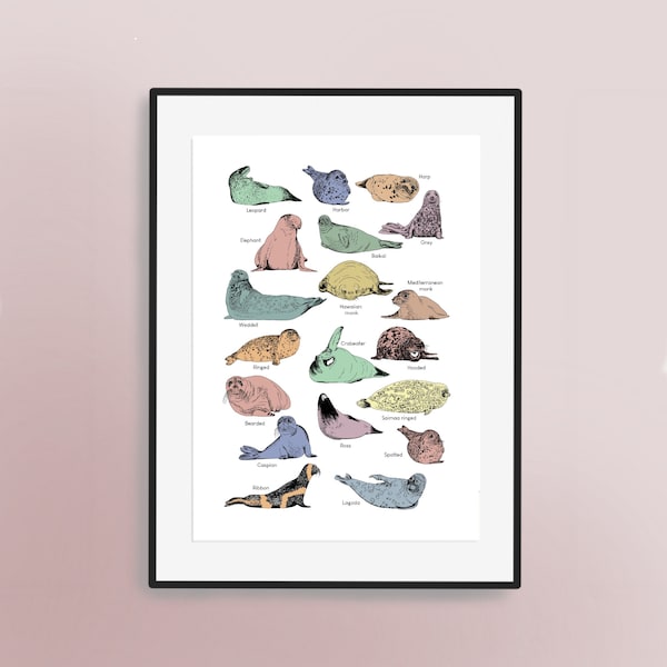 A Guide to Seals - Hand Illustrated Art Print | Seal Lovers Artwork  | Harbour / Harbor Seal Poster | Fun | Nursery Artwork | Childrens Art