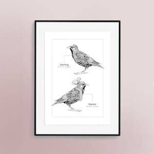 Starling Hand Illustrated Art Print | Bird Lovers Artwork | British Garden Birds Poster | Ornithology | Sturnus Vulgaris